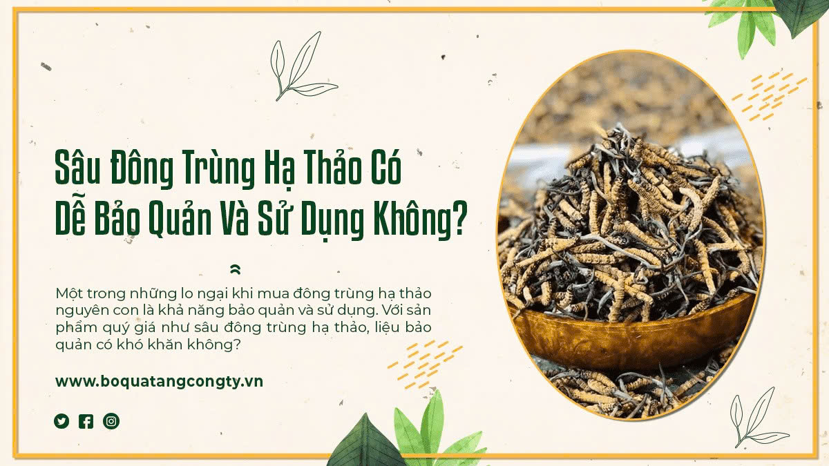 Sâu Đông Trùng Hạ Thảo Có Dễ Bảo Quản Và Sử Dụng Không?