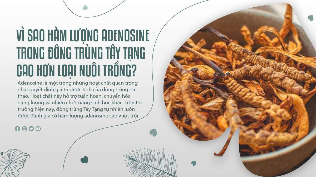 Vì Sao Hàm Lượng Adenosine Trong Đông Trùng Tây Tạng Cao Hơn Loại Nuôi Trồng?