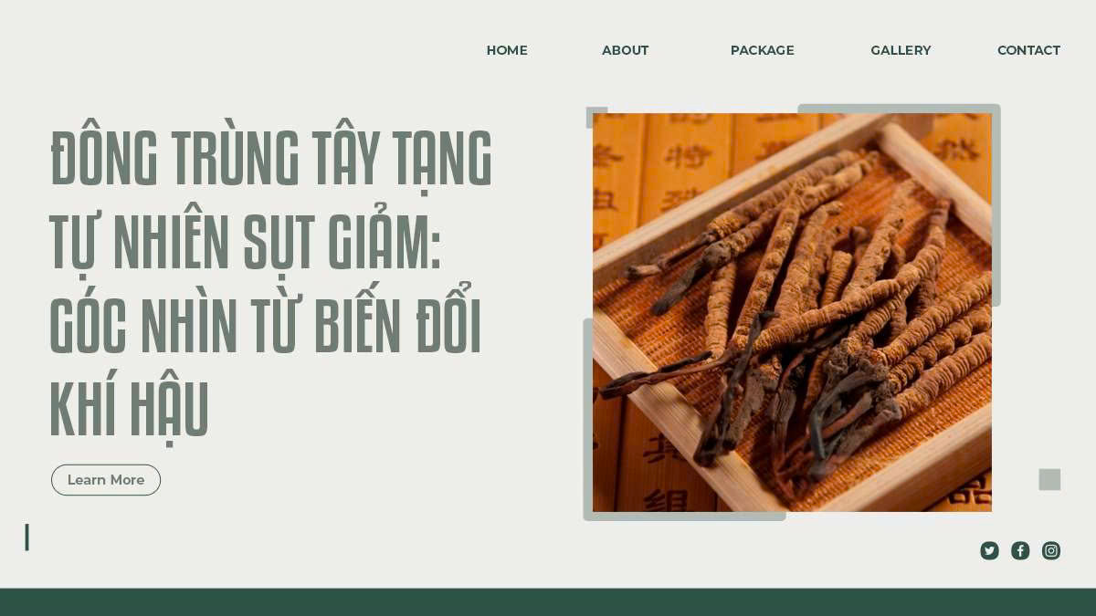 Đông Trùng Tây Tạng Tự Nhiên Sụt Giảm: Góc Nhìn Từ Biến Đổi Khí Hậu