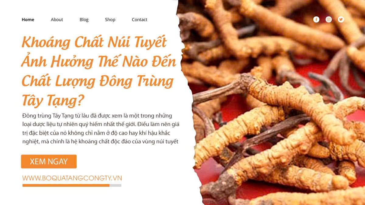 Khoáng Chất Núi Tuyết Ảnh Hưởng Thế Nào Đến Chất Lượng Đông Trùng Tây Tạng?