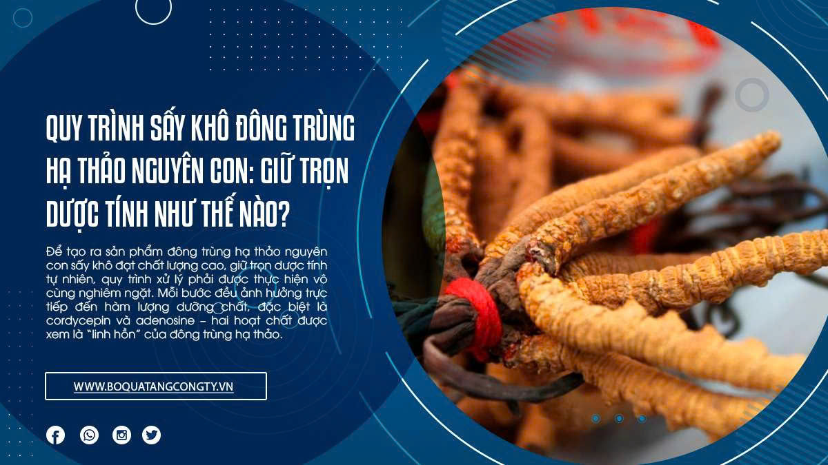 Quy trình sấy khô đông trùng hạ thảo nguyên con: Giữ trọn dược tính như thế nào?