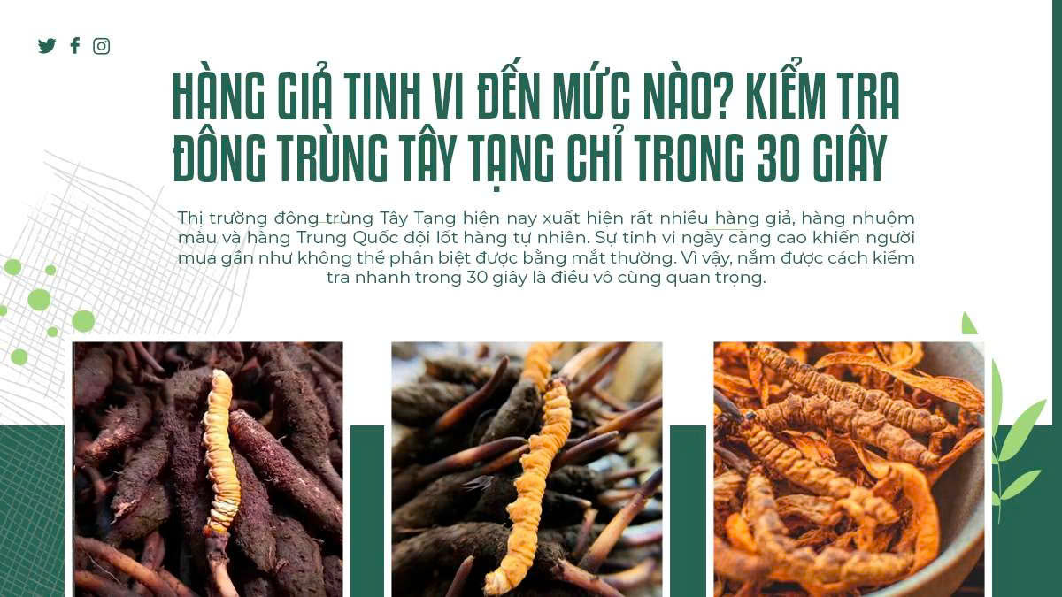 Hàng Giả Tinh Vi Đến Mức Nào? Kiểm Tra Đông Trùng Tây Tạng Chỉ Trong 30 Giây