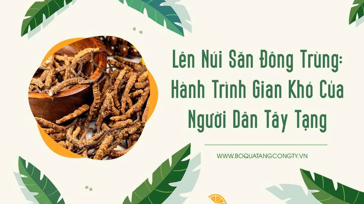 Lên Núi Săn Đông Trùng: Hành Trình Gian Khó Của Người Dân Tây Tạng