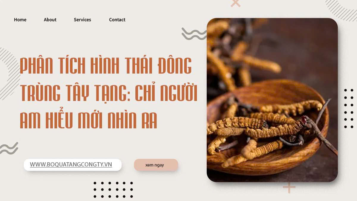 Phân Tích Hình Thái Đông Trùng Tây Tạng: Chỉ Người Am Hiểu Mới Nhìn Ra