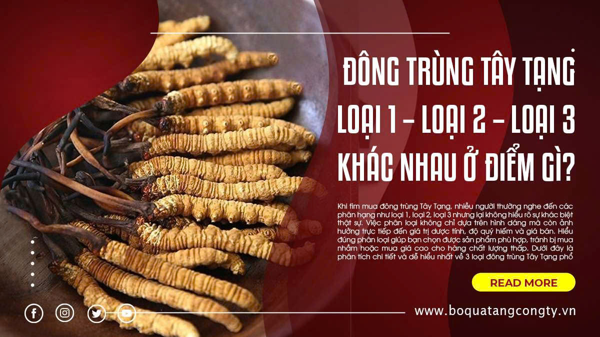 Đông Trùng Tây Tạng Loại 1 – Loại 2 – Loại 3 Khác Nhau Ở Điểm Gì?