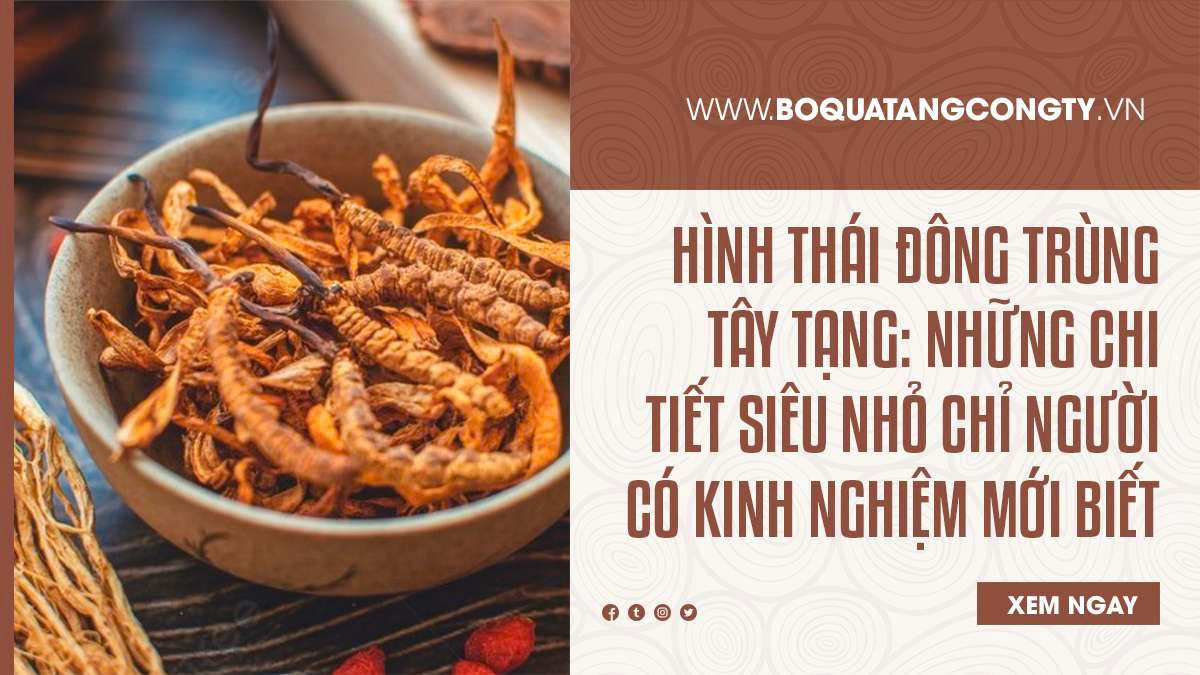 Hình Thái Đông Trùng Tây Tạng: Những Chi Tiết Siêu Nhỏ Chỉ Người Có Kinh Nghiệm Mới Biết