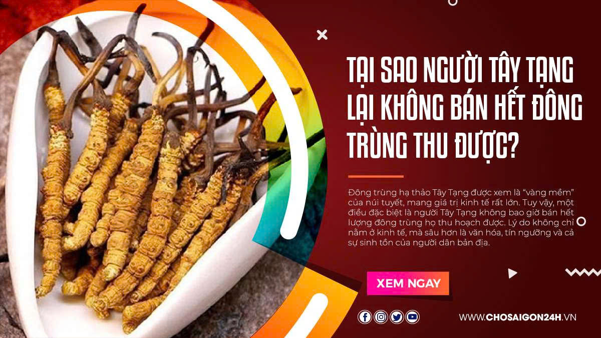 Tại Sao Người Tây Tạng Lại Không Bán Hết Đông Trùng Thu Được?