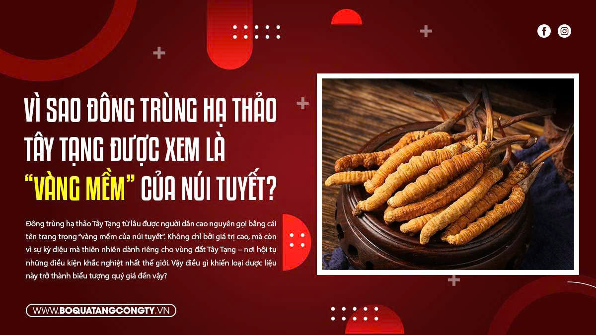 Vì Sao Đông Trùng Hạ Thảo Tây Tạng Được Xem Là “Vàng Mềm” Của Núi Tuyết?