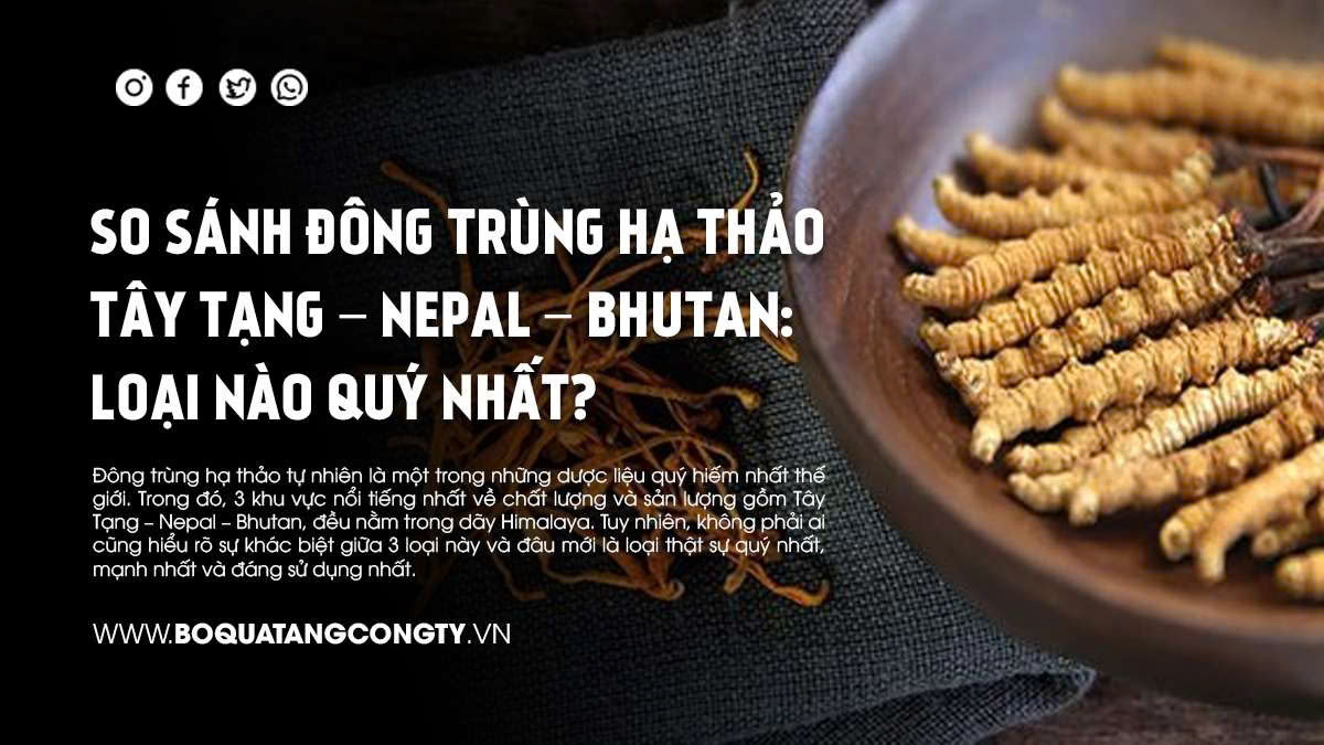 So Sánh Đông Trùng Hạ Thảo Tây Tạng – Nepal – Bhutan: Loại Nào Quý Nhất?