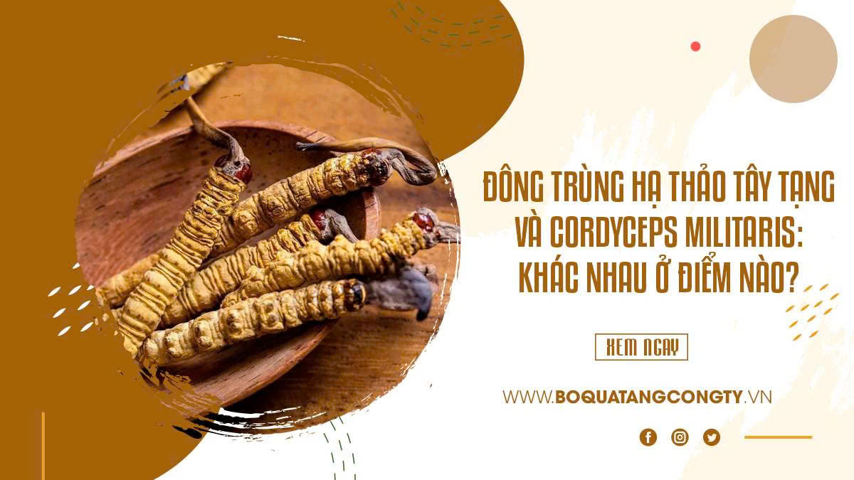 Đông Trùng Hạ Thảo Tây Tạng Và Cordyceps Militaris: Khác Nhau Ở Điểm Nào?