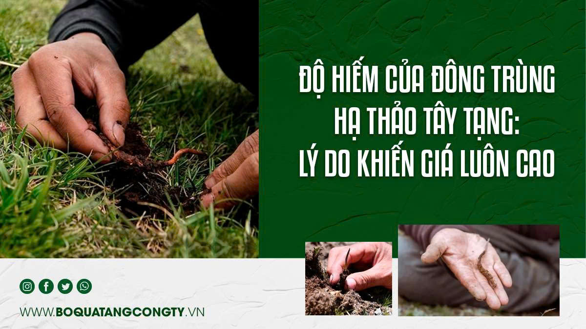 Độ Hiếm Của Đông Trùng Hạ Thảo Tây Tạng: Lý Do Khiến Giá Luôn Cao