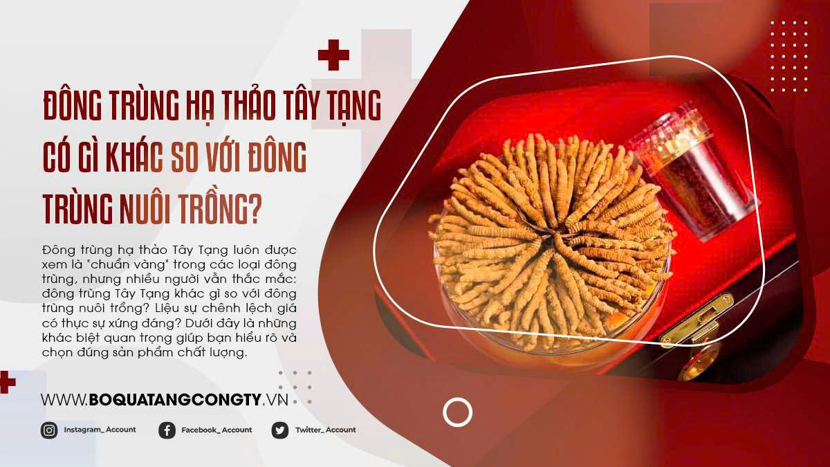 Đông Trùng Hạ Thảo Tây Tạng Có Gì Khác So Với Đông Trùng Nuôi Trồng?