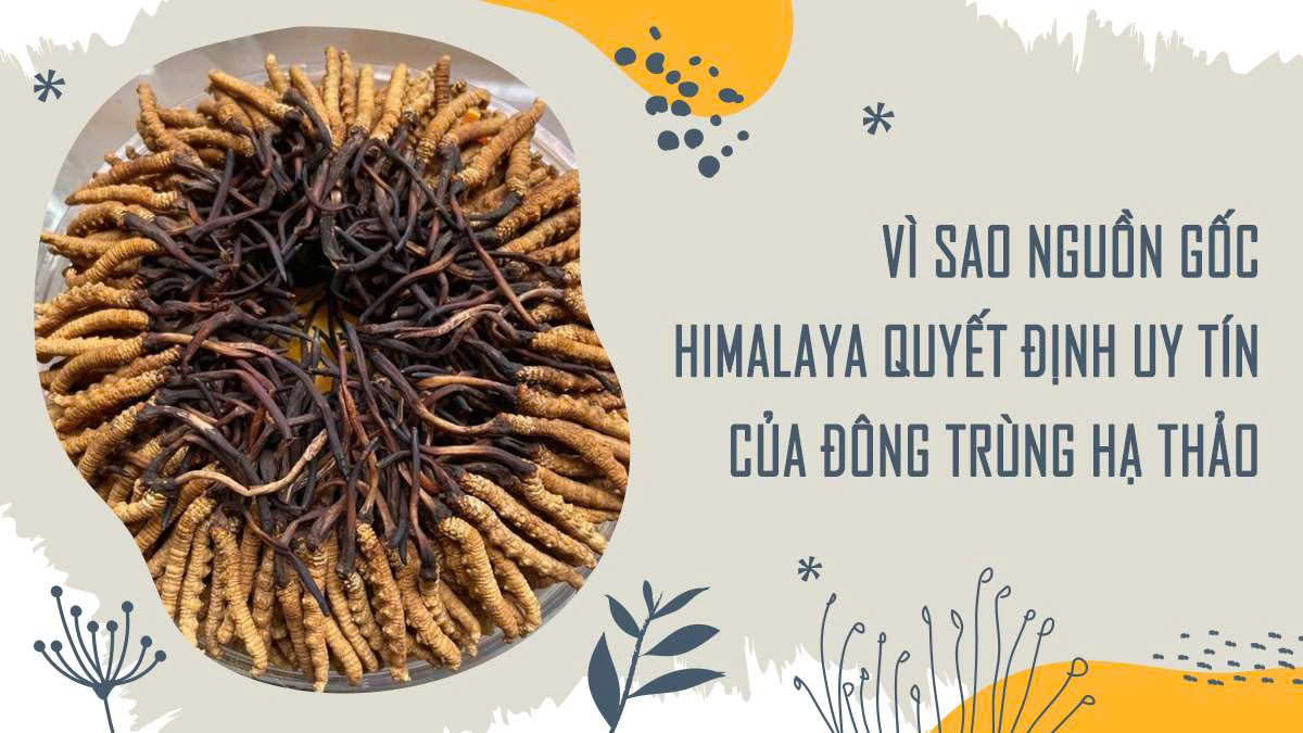 Vì sao nguồn gốc Himalaya quyết định uy tín của đông trùng hạ thảo