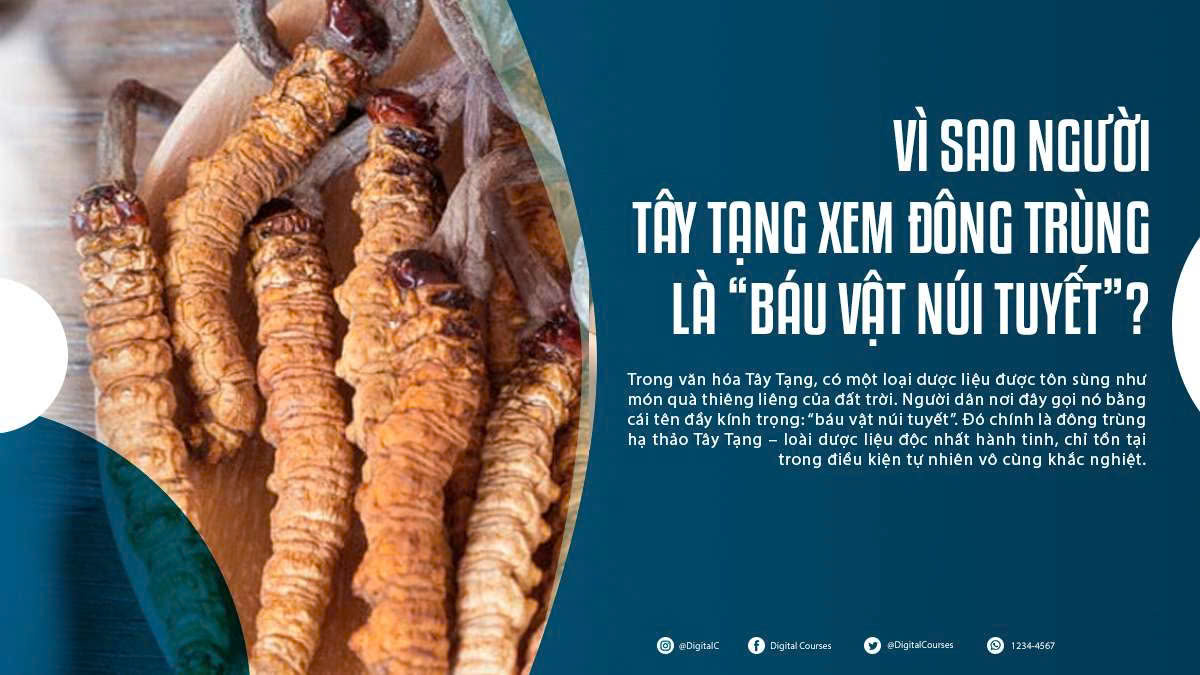 Vì Sao Người Tây Tạng Xem Đông Trùng Là “Báu Vật Núi Tuyết”?