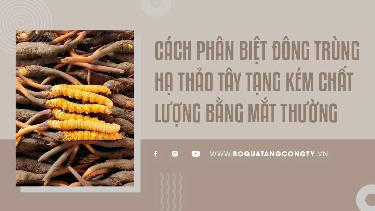 Cách Phân Biệt Đông Trùng Hạ Thảo Tây Tạng Kém Chất Lượng Bằng Mắt Thường