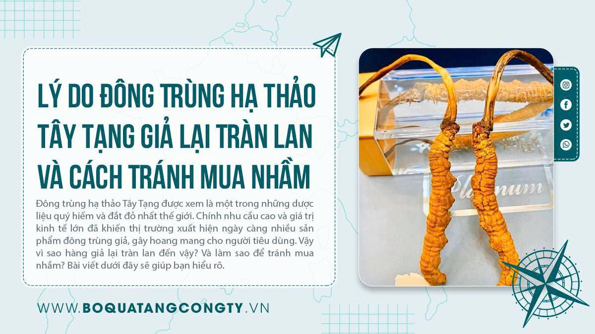 Lý Do Đông Trùng Hạ Thảo Tây Tạng Giả Lại Tràn Lan Và Cách Tránh Mua Nhầm