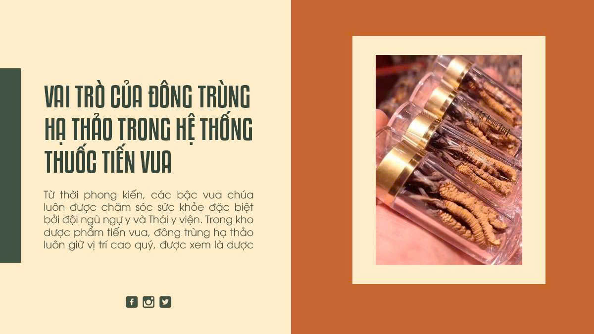 Vai Trò Của Đông Trùng Hạ Thảo Trong Hệ Thống Thuốc Tiến Vua