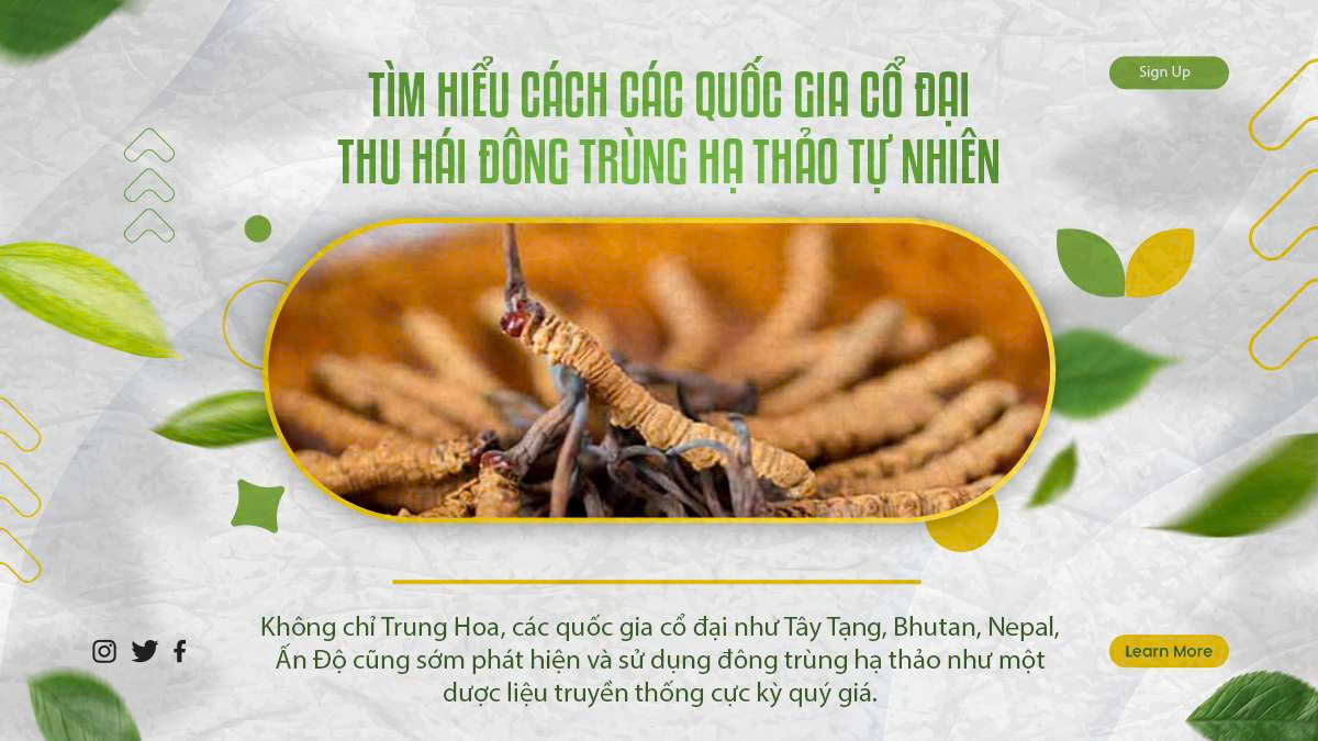 Tìm Hiểu Cách Các Quốc Gia Cổ Đại Thu Hái Đông Trùng Hạ Thảo Tự Nhiên