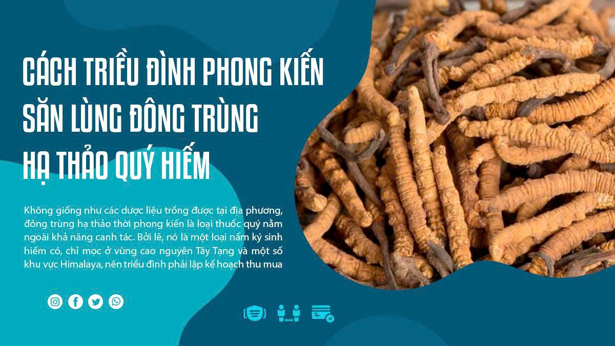 Cách Triều Đình Phong Kiến Săn Lùng Đông Trùng Hạ Thảo Quý Hiếm