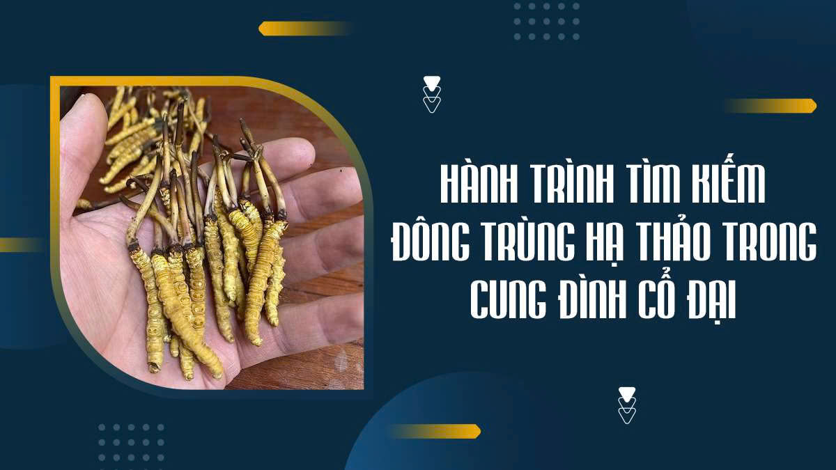 Hành Trình Tìm Kiếm Đông Trùng Hạ Thảo Trong Cung Đình Cổ Đại