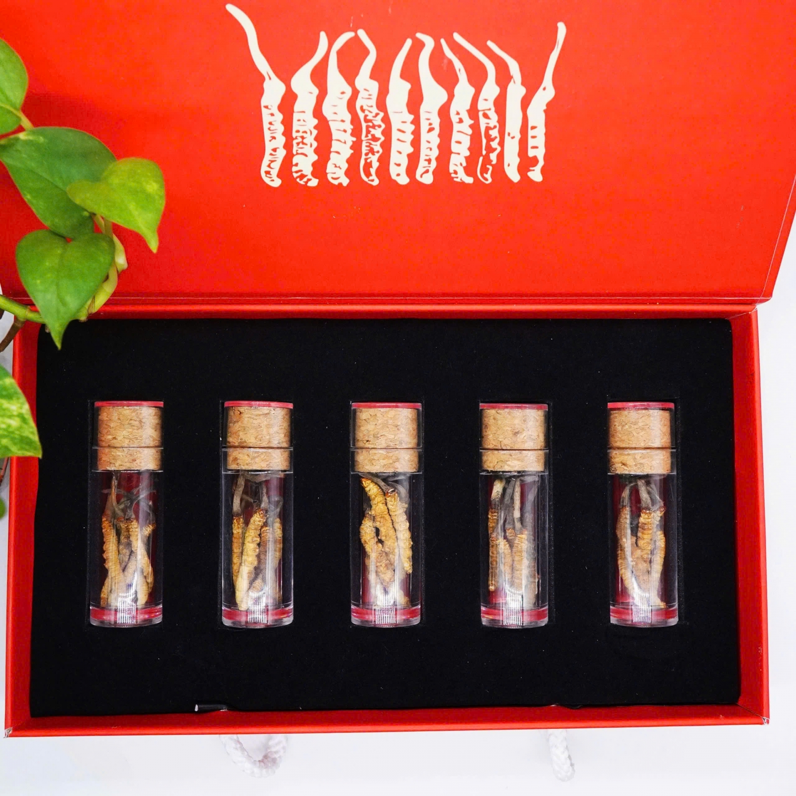 Cửa hàng bán đông trùng hạ thảo sấy khô himalaya 100% tự nhiên loại lớn giá rẻ hcm