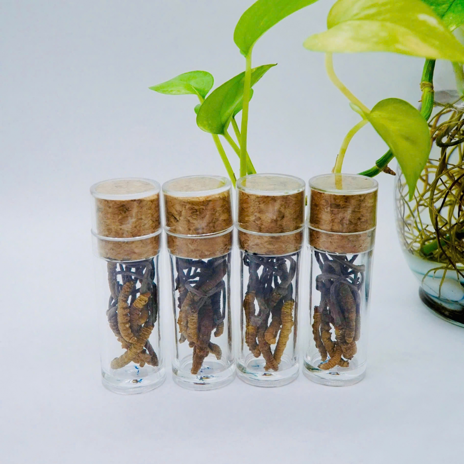 Set 50 Con Đông Trùng Hạ Thảo (Loại Nhỏ 10gr ~ 50 con)