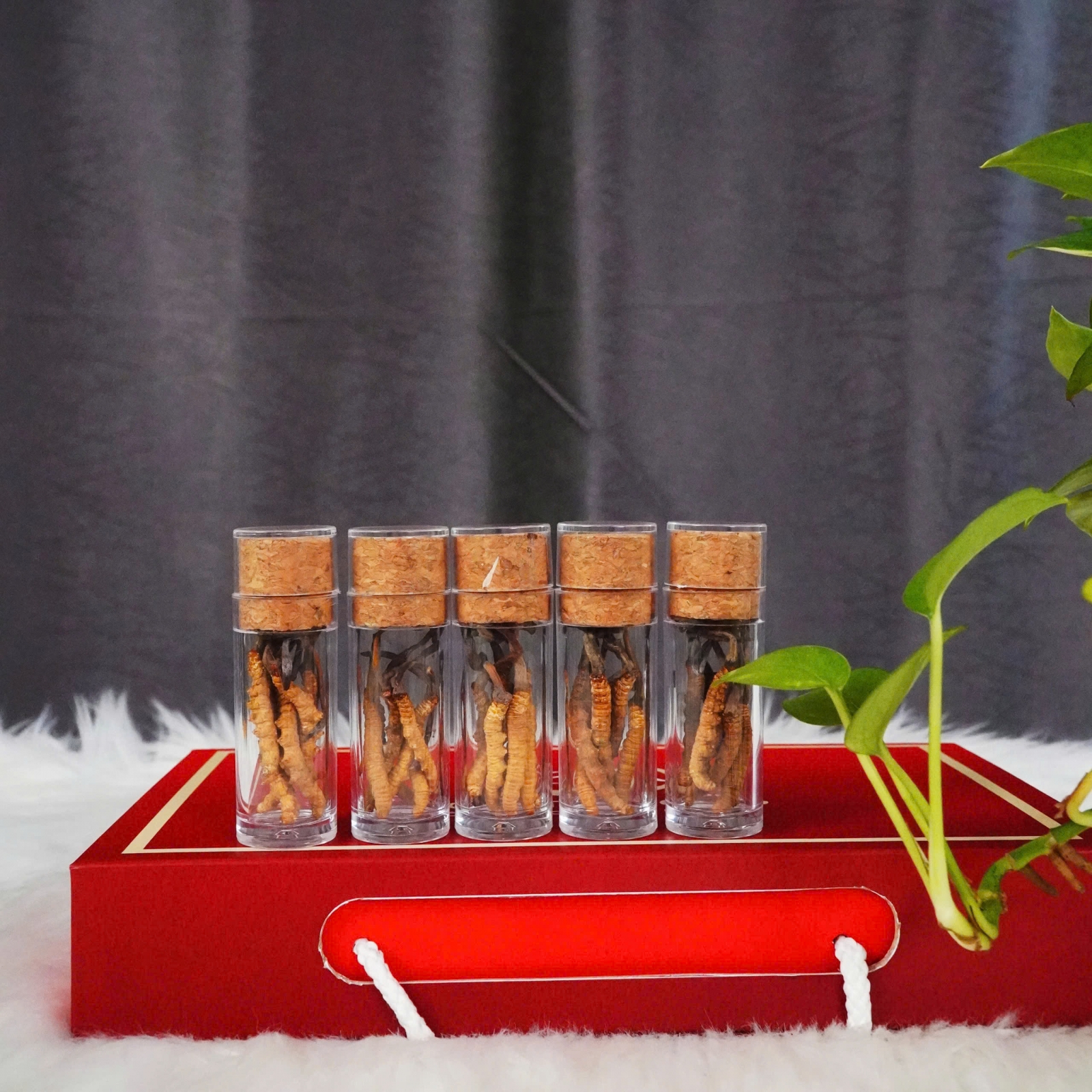 Cửa hàng bán đông trùng hạ thảo sấy khô himalaya 100% tự nhiên loại lớn giá rẻ hcm