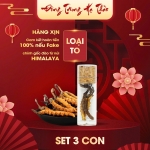 Set 3 Con Đông Trùng Hạ Thảo (Loại To 10gr ~ 30 con)