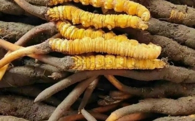 Cách sử dụng đông trùng hạ thảo sấy khô nguyên con: Liều lượng và...