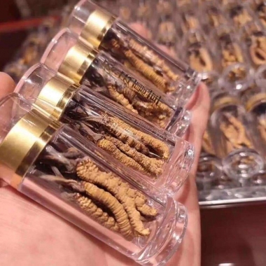 Chu Trình Sống Kỳ Lạ Của Đông Trùng Tây Tạng: Từ Ấu Trùng Đến...