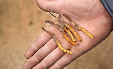 Công dụng của đông trùng hạ thảo Tây Tạng đối với sức khỏe