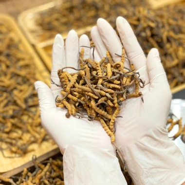 Đông trùng hạ thảo Himalaya – bí quyết giữ gìn tuổi xuân cho phụ nữ...