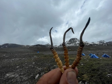 Đông Trùng Hạ Thảo Tây Tạng – Huyền Thoại Từ Dãy Himalaya