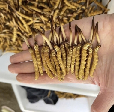 Đông trùng hạ thảo Tây Tạng có thật sự tốt không? Sự thật cần...