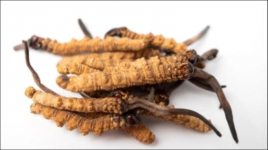 Đông Trùng Hạ Thảo Tây Tạng Và Cordyceps Militaris: Khác Nhau Ở Điểm...