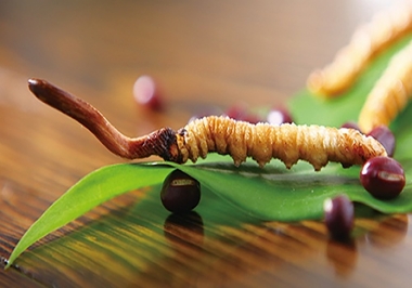 Đông Trùng Hạ Thảo Trong Y Thuật Cung Đình Thời Nhà Thanh