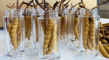 Đông Trùng Tây Tạng Loại 1 – Loại 2 – Loại 3 Khác Nhau Ở Điểm Gì?