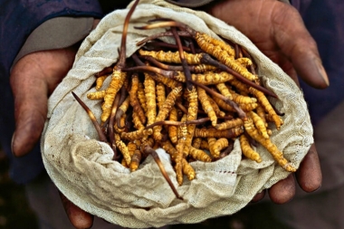 Hàng Giả Tinh Vi Đến Mức Nào? Kiểm Tra Đông Trùng Tây Tạng Chỉ Trong...