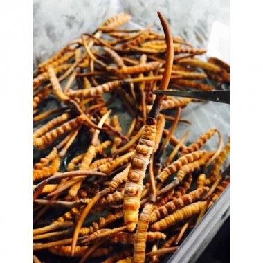 Hành Trình Thu Hoạch Đông Trùng Tây Tạng: Một Nghề Nguy Hiểm Nhưng...