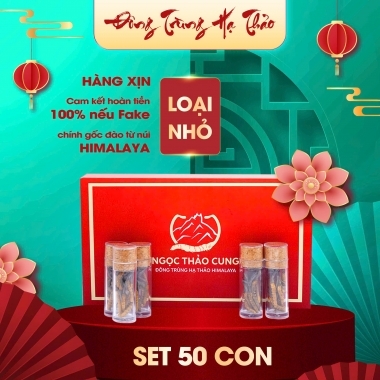 Hộp Quà Tặng Đông Trùng Hạ Thảo 50 Con (Loại Nhỏ 10gr ~ 50 con)