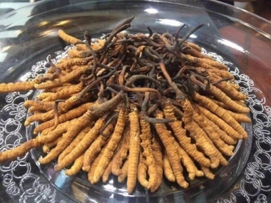 Hướng Dẫn Sử Dụng Đông Trùng Hạ Thảo Tây Tạng Đúng Cách