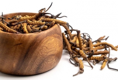 Lên Núi Săn Đông Trùng: Hành Trình Gian Khó Của Người Dân Tây Tạng