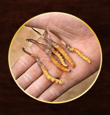 Lý Do Đông Trùng Hạ Thảo Tây Tạng Giả Lại Tràn Lan Và Cách Tránh Mua...