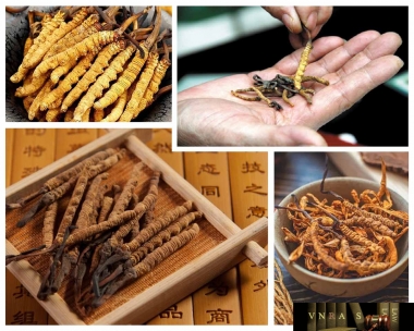 Lý Giải Nguyên Do Hàng Nghìn Người Tin Dùng Đông Trùng Hạ Thảo Himalaya