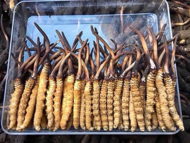 Nên Chọn Đông Trùng Hạ Thảo Tây Tạng Hay Đông Trùng Nuôi Trồng?