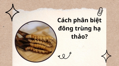 Phân biệt đông trùng hạ thảo thật và giả