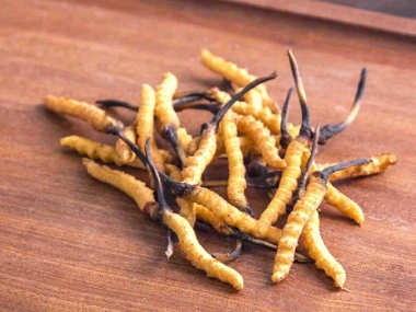 Phân biệt đông trùng hạ thảo tự nhiên và đông trùng hạ thảo nuôi...