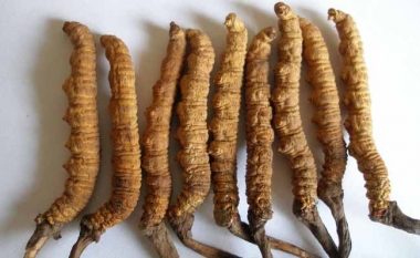 Phân Tích Hình Thái Đông Trùng Tây Tạng: Chỉ Người Am Hiểu Mới Nhìn Ra