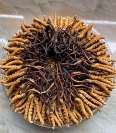 Quy trình sấy khô đông trùng hạ thảo nguyên con: Giữ trọn dược tính...