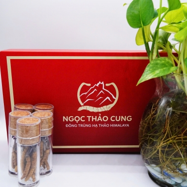 Set 3 Con Đông Trùng Hạ Thảo (Loại To 10gr ~ 30 con)